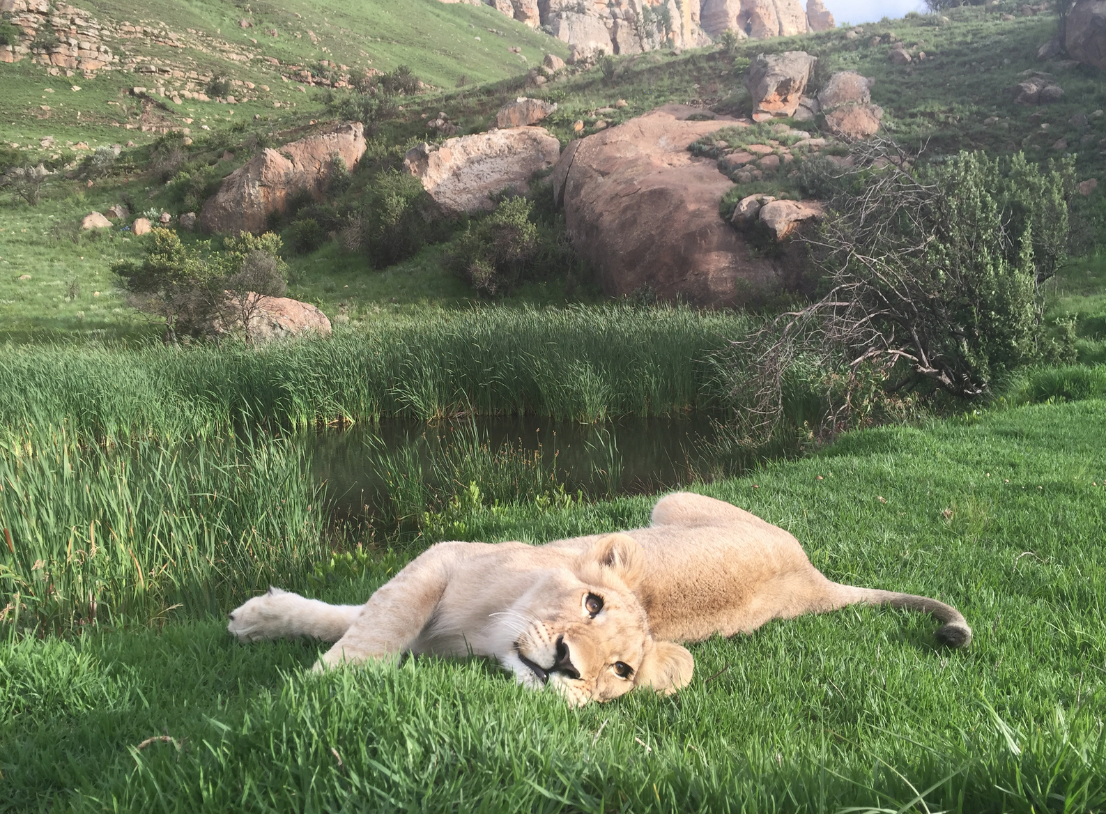 Love keeping fellow Lions in West Islip! Yes it's true, no one ever  leaves. 🦁 💪 #yourlongislandrealtor #yourwestisliprealtor